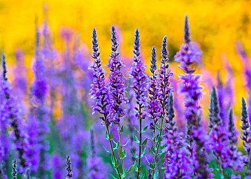 《偶像大师》17周年「MR企划」 天海春香特别PV公开 