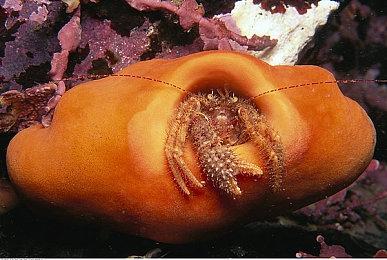 优雅的神枪手 《Apex英雄》新英雄“弹道”宣传片