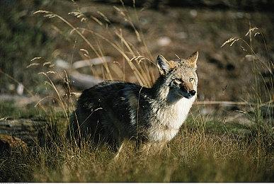 《崩坏：星穹铁道》砂金角色PV——「金手指」